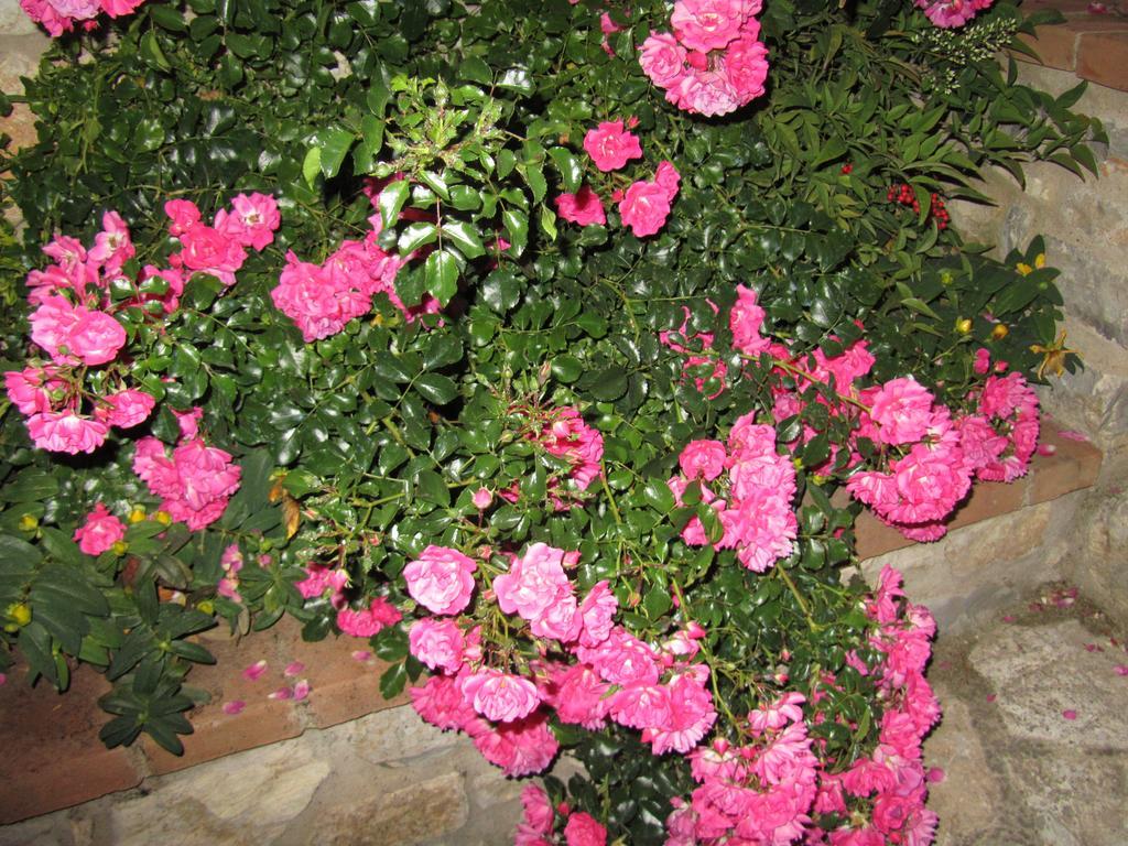 רפולאנו טרמה Agriturismo Borghetto Il Montino מראה חיצוני תמונה